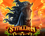 Stallion
